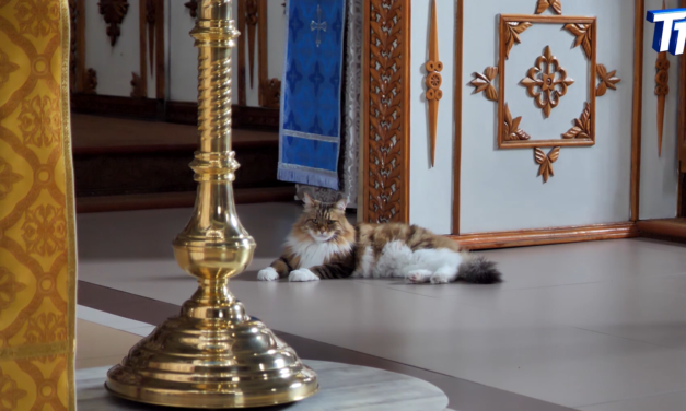 Хозяин Свято Казанского женского монастыря – кот Баюн